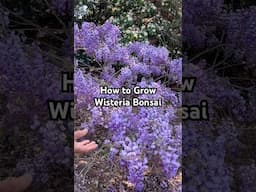 How to Select the Best Wisteria for Bonsai #bonsai #wisteria #gardening #plants #flowers #shorts