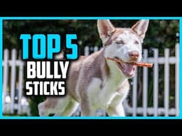 ✅Top 5 Best Bully Sticks in 2025