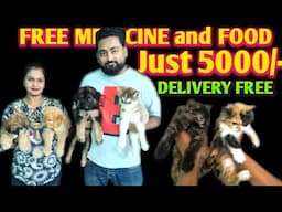 अभी 5000 में मिल रहा है || Cheapest Price dog & Cat || Dog Price in kolkata || Cat Price in kolkata