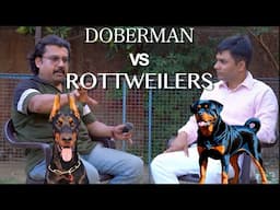 Doberman vs Rottweiler | Which Breed Is Better For Home Protection? #2025