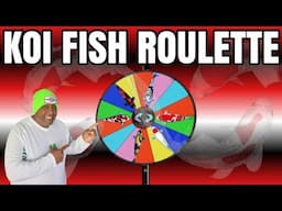 Playing Koi Fish Roulette in my Pond
