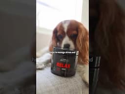 The reality of having a senior dog! behavior changes so much #dogcognition #cavalierkingcharles