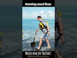 Catching and eating sand fleas! #shorts #shortvideo #food #foodie