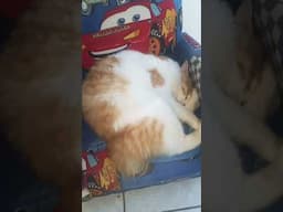 Linda Gatita