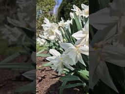 Happy Spring Everyone!🌼🌷☀️ #spring #daffodils #cottagegarden