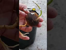 Cómo germinar una semilla de aguacate fácil🌱🥑👌