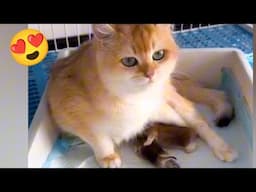 Cute little kitten🥰😍 Meow Funny Videos
