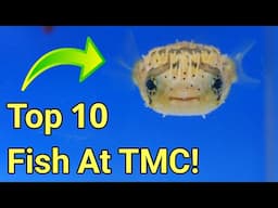 Exploring Europe's Largest Importer of Saltwater Fish: My Top 10 Favorites