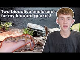 Creating Two Amazing Bioactive Leopard Gecko Enclosures!