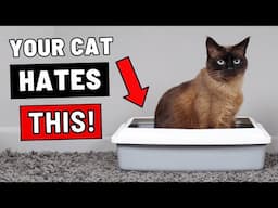 If You're Using These Litters, Your Cat Is Miserable