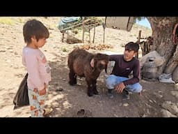 They Bought a Sheep for Eid Sacrifice 🐑 | A Gift from America ❤️🇺🇸