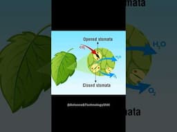 How Do Plants Breathe? #science #sciencefacts #scienceexplained #scienceeducation