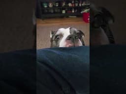 Jemma wants my chicken nuggets. #dog #pitbull #cutedog #mcdonalds