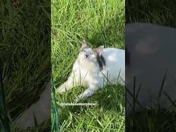 Cat eyeballs trapped bird! #gardening #mockingbird