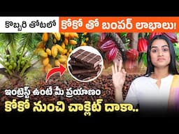 కొబ్బరి తోటలో కోకోతో బంపర్ లాభాలు! ఇంట్రెస్ట్ ఉంటే, మీ ప్రయాణం కోకో నుంచి చాక్లెట్ వరకు | Sirisha