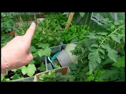 UPDATE! My Humble Little Garden Has Become A JUNGLE!  It's Out Of Control & VERY HAPPY!