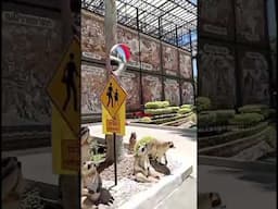 Exploring the Beauty of Thailand|Nong Nooch Garden  Pattaya #shortsfeed #shortsviralvideo#travel