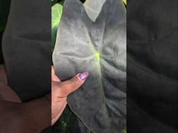 Rawlings Conservatory - Baltimore, Maryland #baltimore #thingstodoinbaltimore #baltimoremd