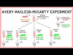 Avery Experiment: DNA as the Transforming Principle