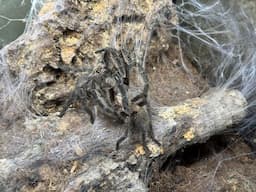 Harpactira namaquensis, Nambian Baboon  pairing