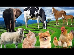 Collection of cute animal sounds: Horse, Cat, cow, chicken, sheep, dog, elephant -  Animal Sounds