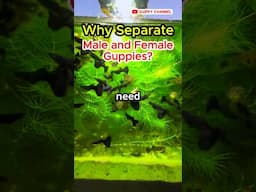 Guppy Breeding: Why Separate Males and Females ? #fishtank #aquarium #guppyfishtank