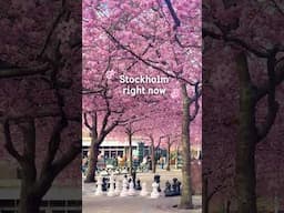🌸🌸 Stockholm right now.... 🌸🌸#cherryblossom #spring #stockholm #sweden