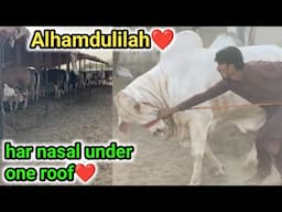 ALLAH ka jitna shukar ada karon uthna kaam hai🙏😍