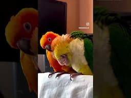Sweetest reaction of two parrots meeting each other for the first time 😍 #birds #cuteanimals #pets