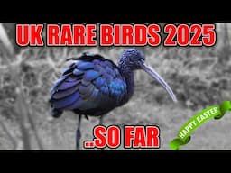 RARE UK BIRDS 2025 ...SO FAR! EASTER SPECIAL