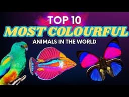 TOP 10 Most Colourful Animals
