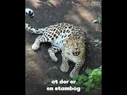Unger på vej hos amurleoparden