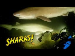 SIXGILL SHARKS swim out of the Abyss!