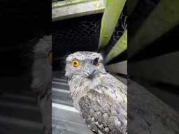 DIY eye tests for these Tawny Frog Mouths #birds 🐦😵‍💫