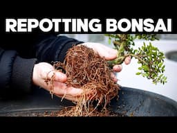 How to Repot a Bonsai Tree for Beginners
