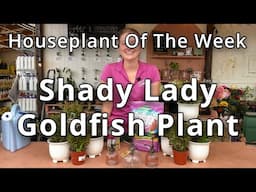 Shady Lady Goldfish Plant - Houseplant of the Week