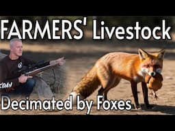 FARMERS' LIVESTOCK DECIMATED BY FOXES || 21 KILLSHOTS || 223 Rem