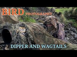 TOP TIPS FOR DIPPERS - NEW RIVER PERMISSION - GET DOWN LOW!!