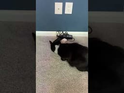 I have both of my cats with me