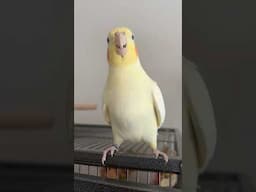 Cockatiel Parrot Talking | Calopsita | #parrots #cockatiel #talkingparot #calopsita | BirdNerdSophie