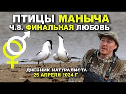 Птицы Маныча. 8-я часть. Финальная любовь. Дневник натуралиста 25.04.2024 г.