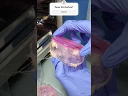 Laboratory Mystery #shorts #shortvideo #lab #mold