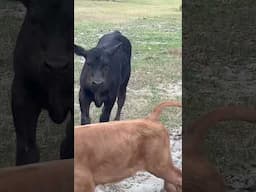 Maybe just maybe I can make a friend? #calf #germanshepherd #farming #shorts