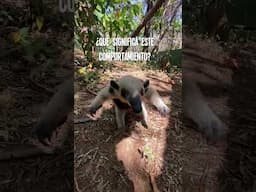 Anteater! Is he ready for a hug or a fight?