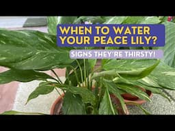 When to Water Peace Lily