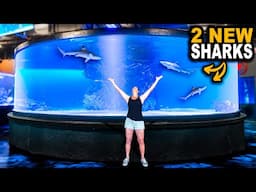 2 New Sharks Just Arrived For My 30,000G Shark Tank!