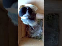 Inky the Chickadee Gets Curious in the Nest Box