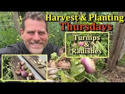 How to Plant & Harvest Turnips & Radishes  (Full Harvesting & Planting Seeds)