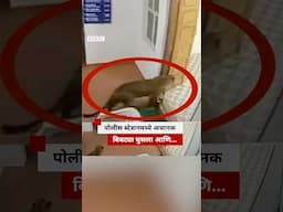 पोलीस स्टेशनमध्ये अचानक बिबट्या घुसला आणि… | BBC News Marathi