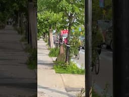 Cyclist Rush Hour in Montreal (Saint-Denis Street) #urbanism #bikecommute